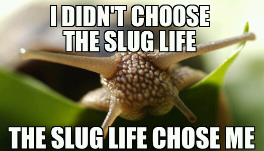 Slug Life niwwa tillbI die. - meme