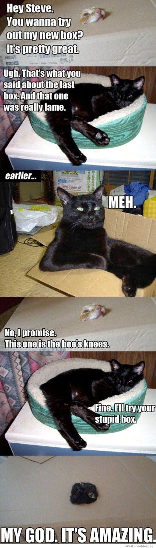 Cats in boxes - meme