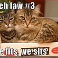 Kitteh law #1 - Be so fucking annoying you grow to like them