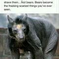 Hairless bears