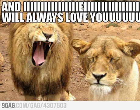 Lion love - meme