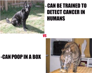 Cats vs Dogs - meme