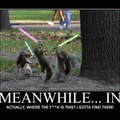Squirrel wars