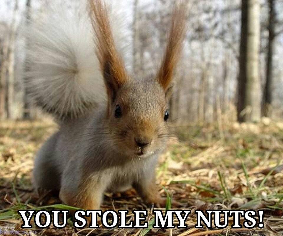 MY NUTS!!? - meme