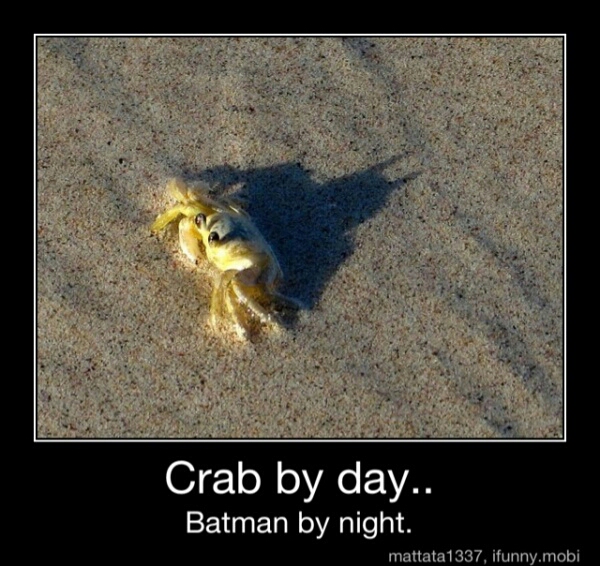 crab by day... - meme
