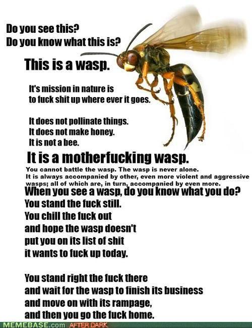 damn wasps - meme