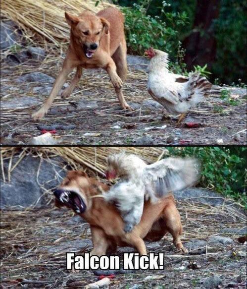 dont mess with a chicken!! - meme