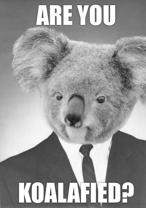 Business koala - meme