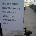 Third comment is a goose.