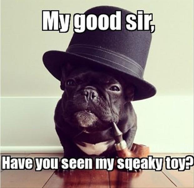 Asking for a toy, like a pug. - meme