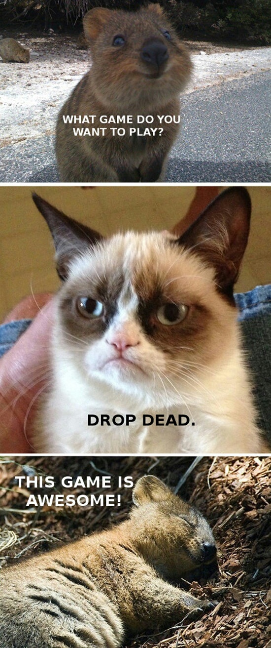 Grump cat does not approve - meme