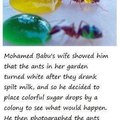 Colorful ants :3 scary but pretty