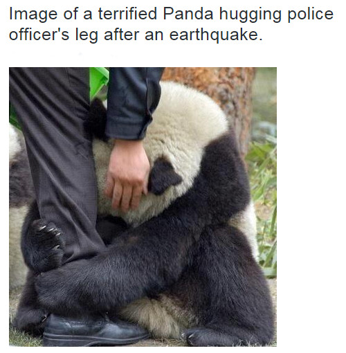terrified panda - meme