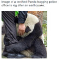 terrified panda