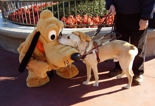 Guide dog meets special pal at Disneyland - meme
