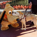 Guide dog meets special pal at Disneyland