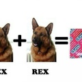 Du rex :))