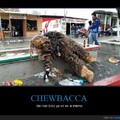 pobre chewbaca