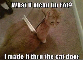 Fat cat - meme