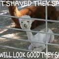 shaved goat