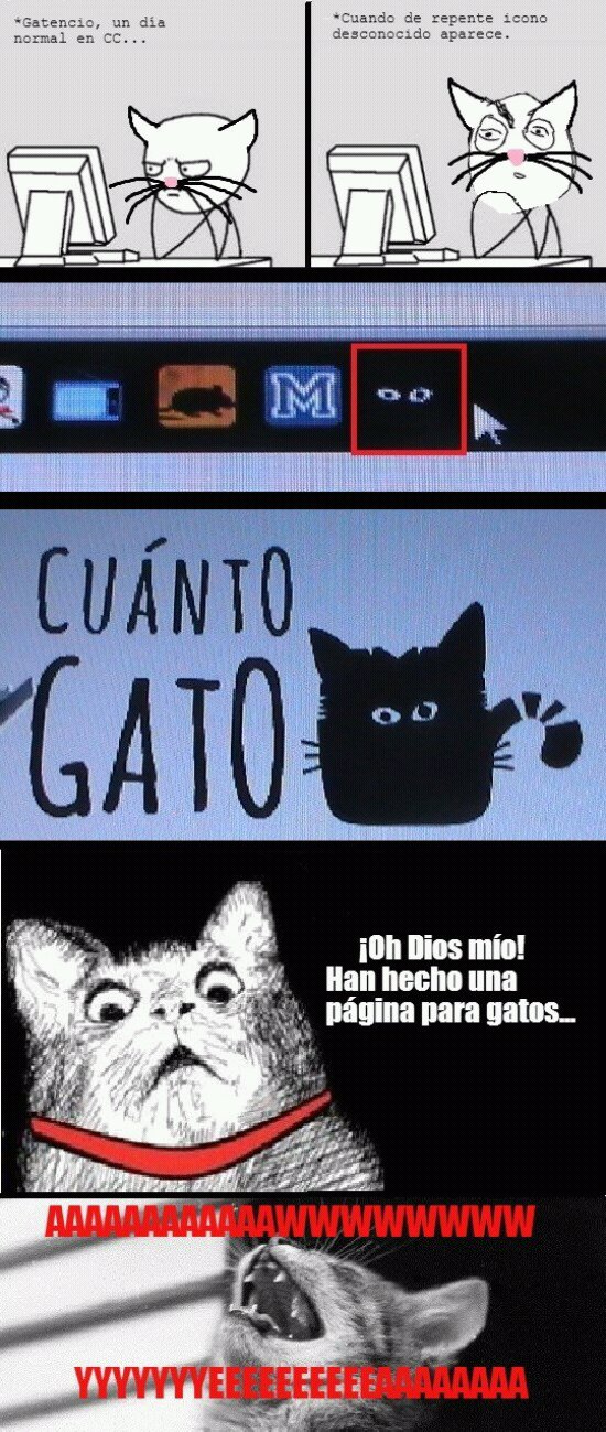Cuanto Gato - meme