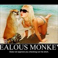 stupid monkey
