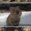 the happiest koala in the world : the quokka !
