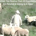 Stand Up Sheep.