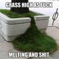 baked grass