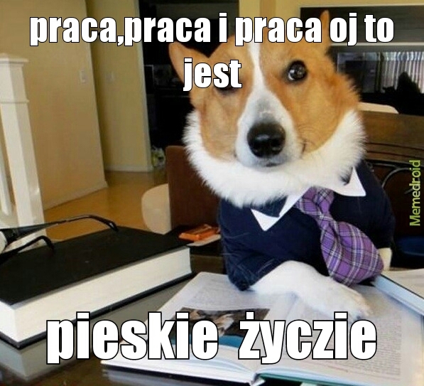 pieskie życie - meme