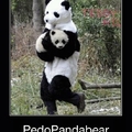 pedo panda