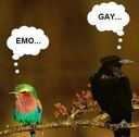 Anche gli uccelli hanno pensieri - meme