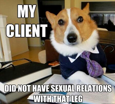 Lawyer dog! - meme