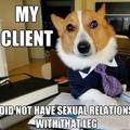 Lawyer dog!