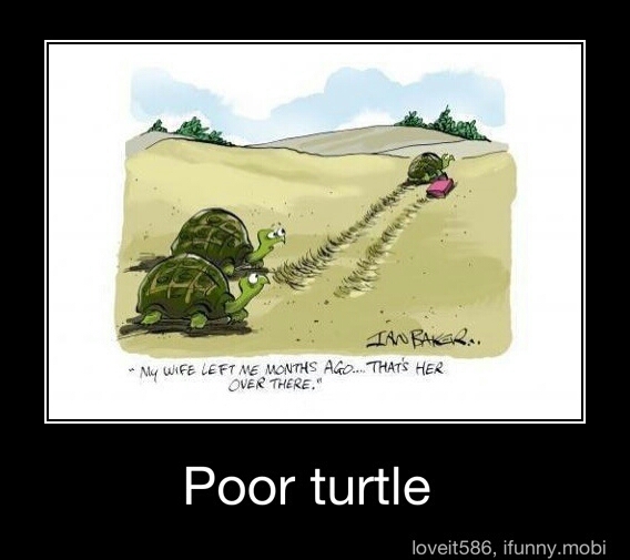Poor turtle - meme