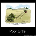 Poor turtle
