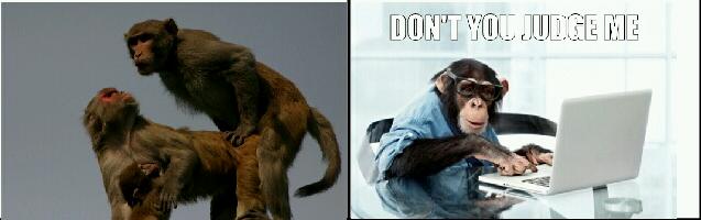 Monkeys need to fap too - meme