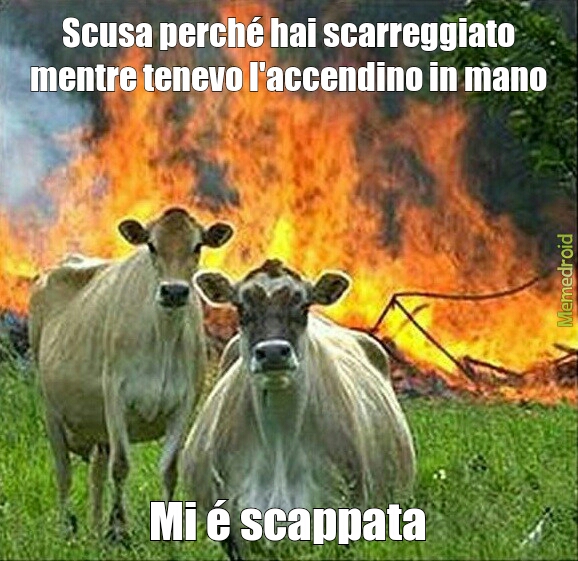 Mucche - meme
