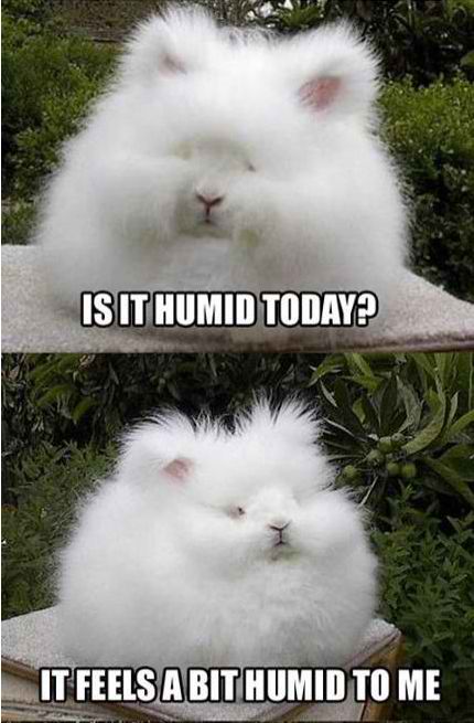 humidity - meme