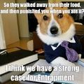 Lawyer dog tells no lies