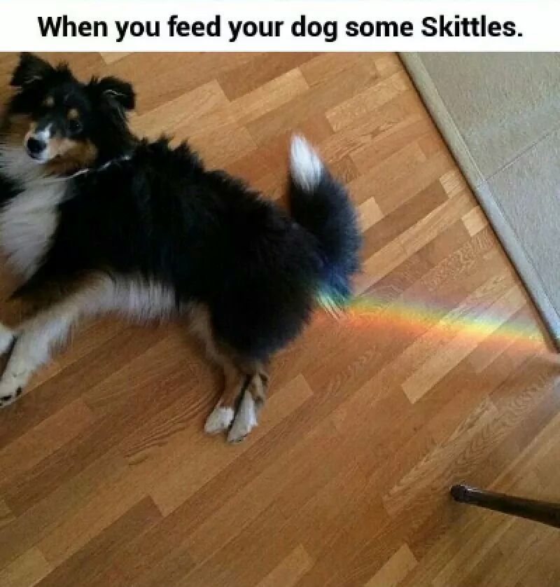 taste the shitty rainbow - meme