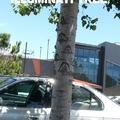 Illuminati Tree