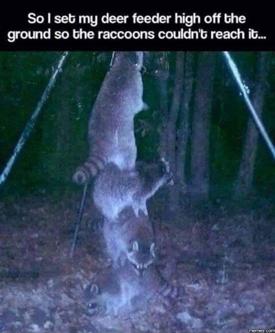 Rocket Racoon and his family  - meme