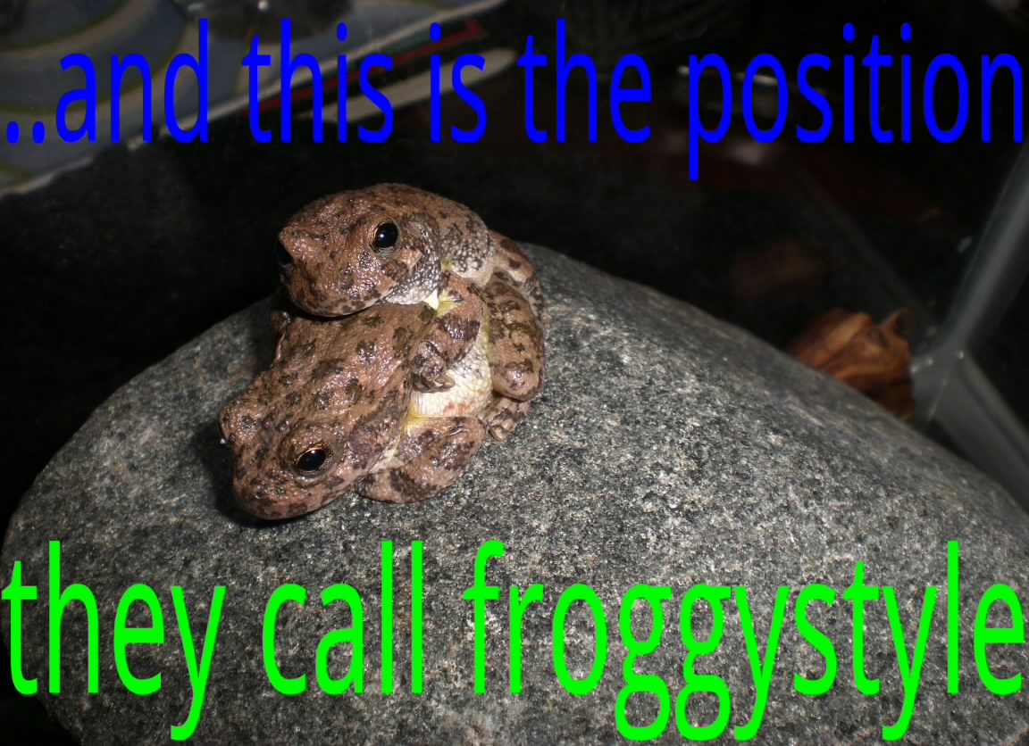 froggystyle - meme