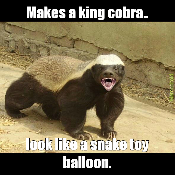 honey badgers > cobra - meme