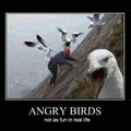 Angry birds irl.
