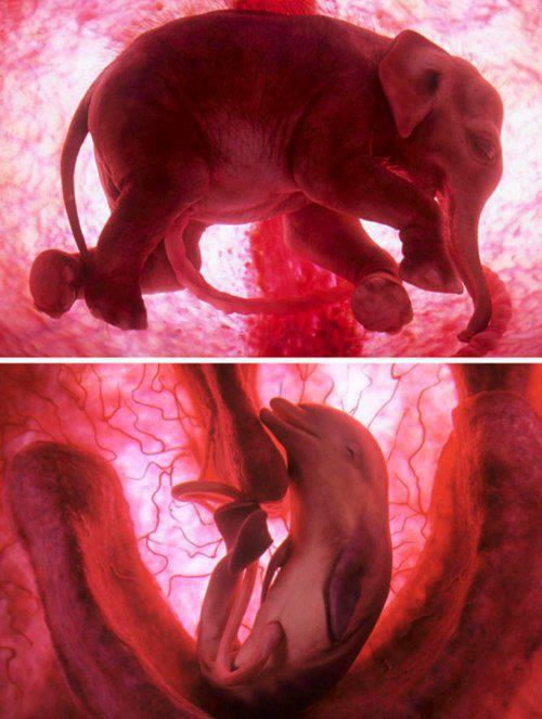 Fetal elephant and dolphin - meme
