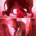 Fetal elephant and dolphin