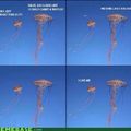 jellyfish :D
