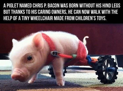 Faith in humanity restored! - meme